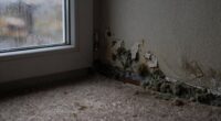 damp bedrooms cause mold