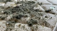 removing mold from mattresses