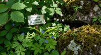 natural does not guarantee safety