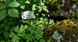 natural does not guarantee safety