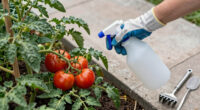 13 Best Garden Fungicides in 2026