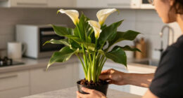 14 Best Calla Lily Bulbs in 2026