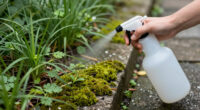 15 Best Weed Killers in 2026