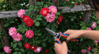 11 Best Climbing Rose Plants in 2026