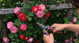 11 Best Climbing Rose Plants in 2026