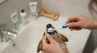 15 Best Pet Dental Care Products in 2026