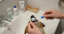 15 Best Pet Dental Care Products in 2026
