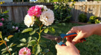 3 Best Thornless Rose Bushes in 2026