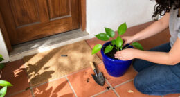 I Discovered The Perfect Front-Door Plant—and It’s Foolproof