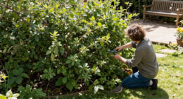 This Is The Best Type Of Hedging To Feed Wildlife, Create Shade And Reduce Pollution In Your Garden – And Experts Say It Thrives In UK Soils